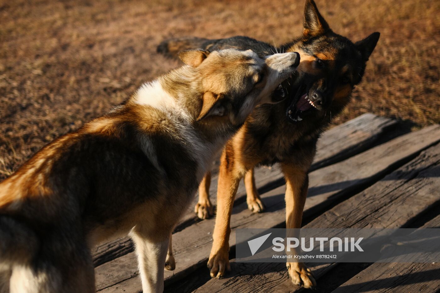 Russia Siberia Herding Camp