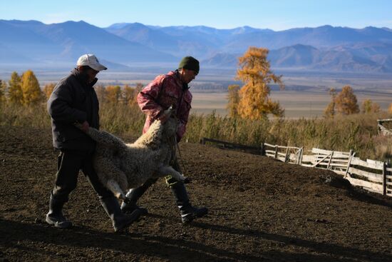 Russia Siberia Herding Camp