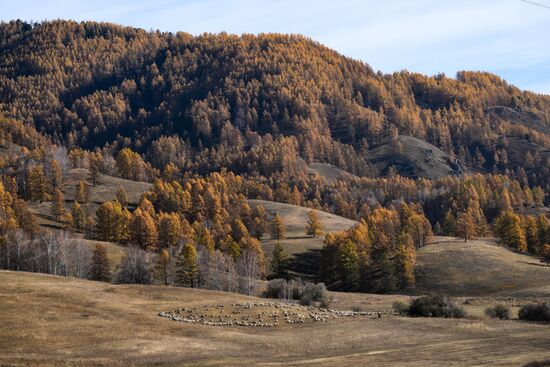 Russia Siberia Herding Camp