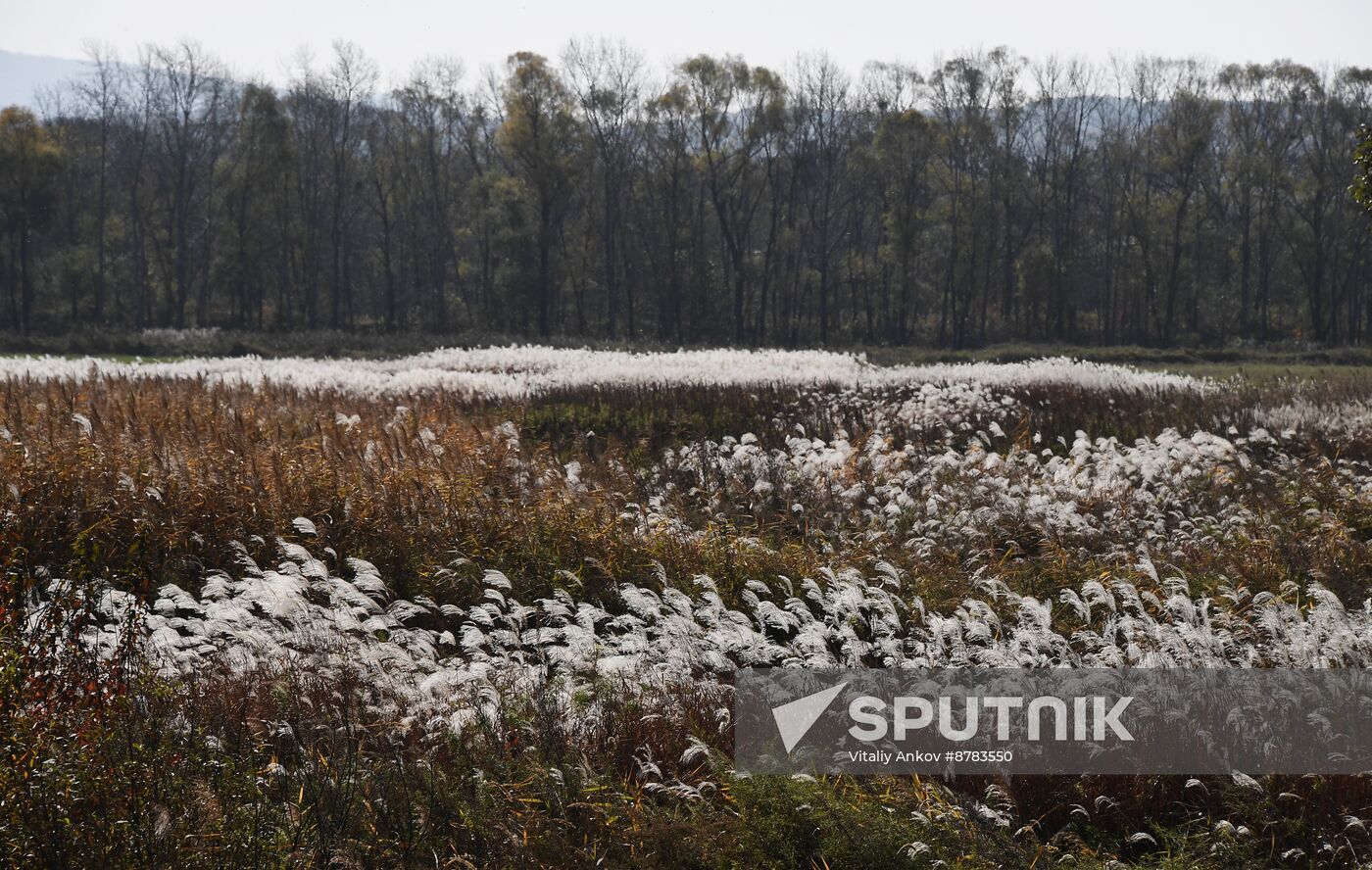 Russia Environment Autumn Season