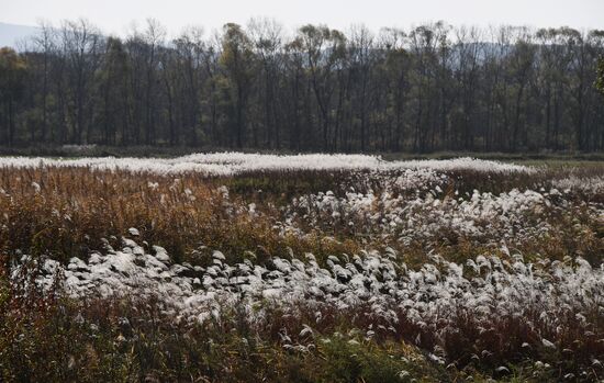 Russia Environment Autumn Season