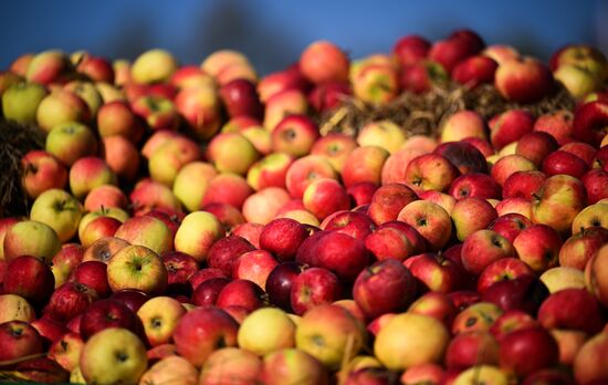 Russia Golden Autumn Festival