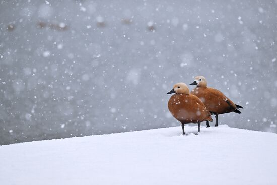 Russia Weather