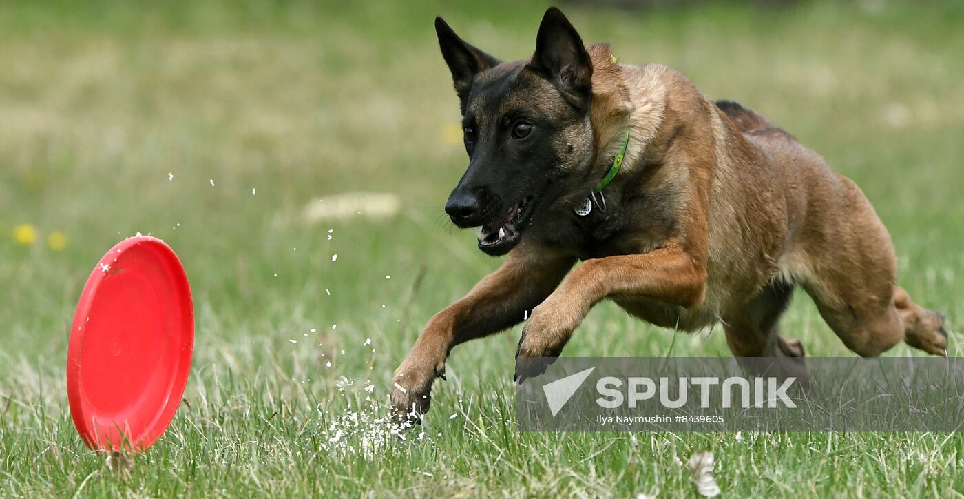 Russian malinois sales