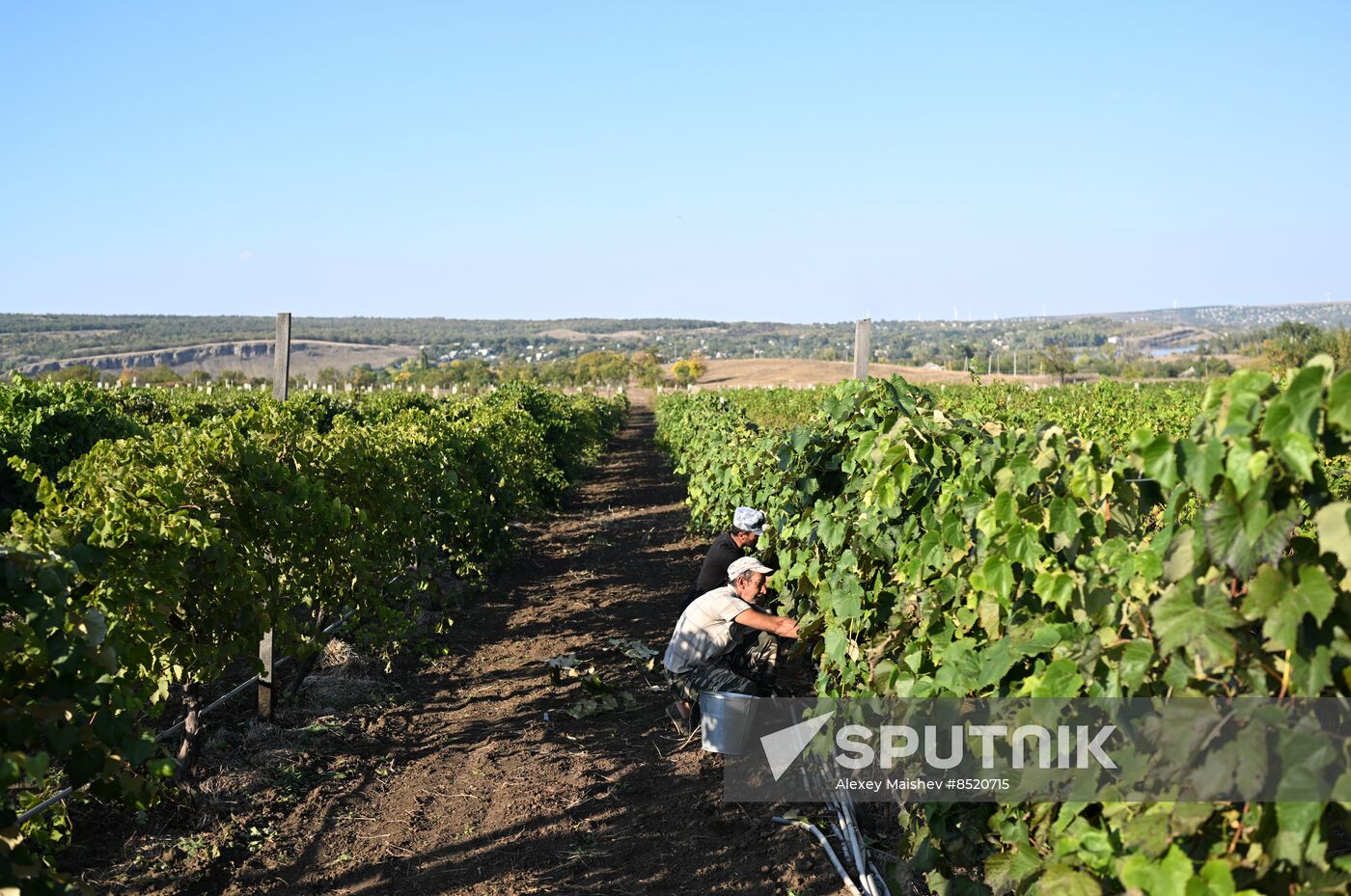 Russia LPR Agriculture Harvesting | Sputnik Mediabank