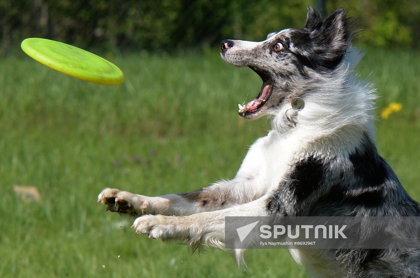 Russia Canine Competition Sputnik Mediabank