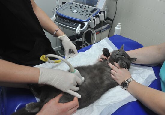 Russia Veterinary Clinic