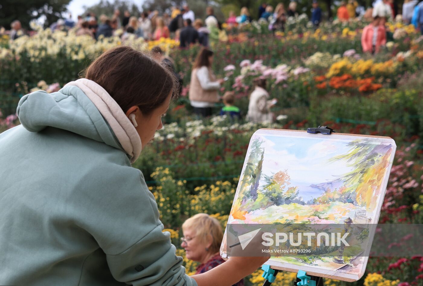 Russia Crimea Chrysanthemum Ball