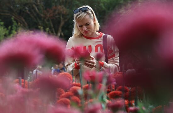 Russia Crimea Chrysanthemum Ball