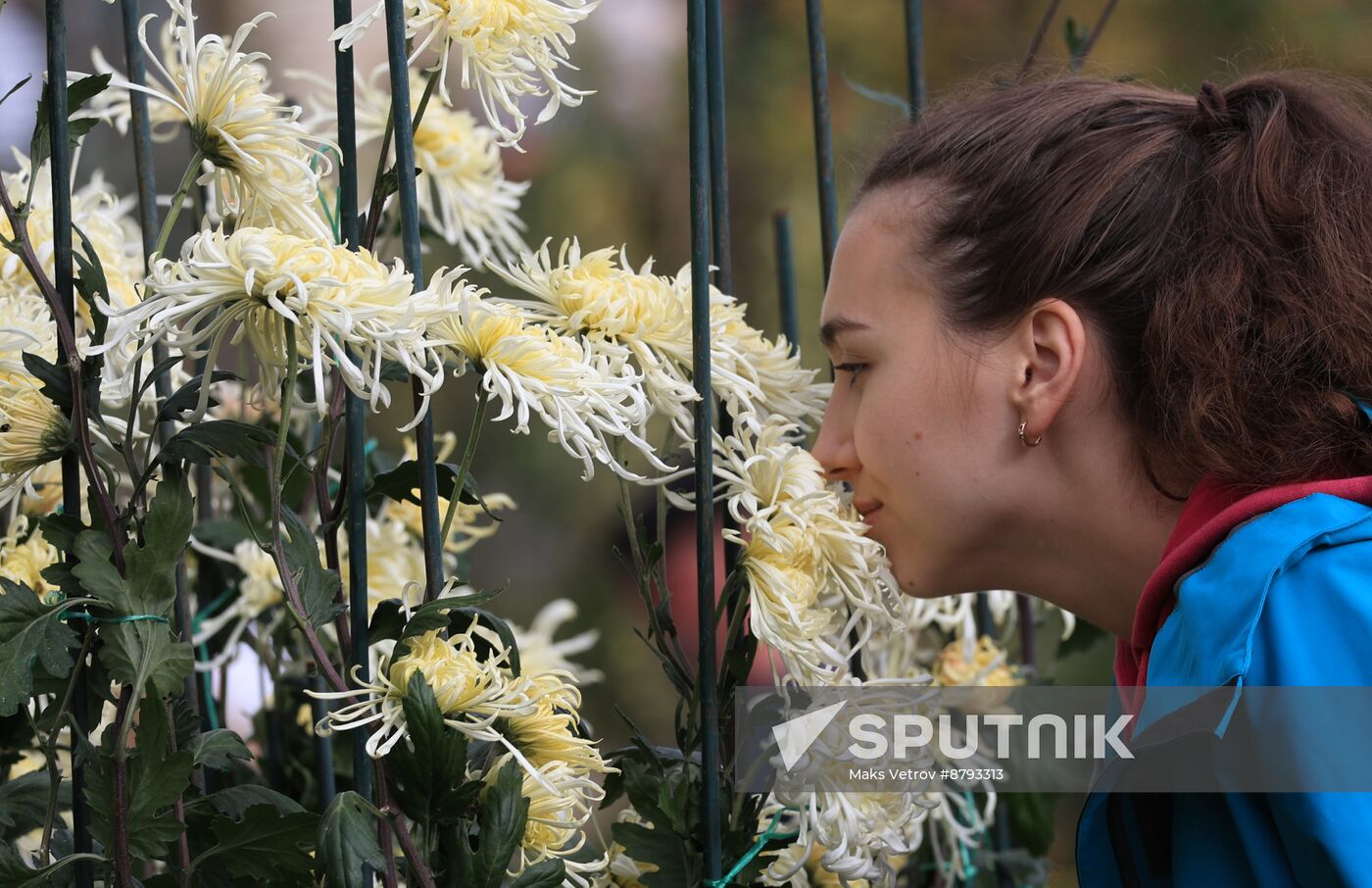 Russia Crimea Chrysanthemum Ball