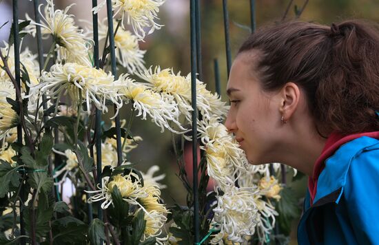 Russia Crimea Chrysanthemum Ball