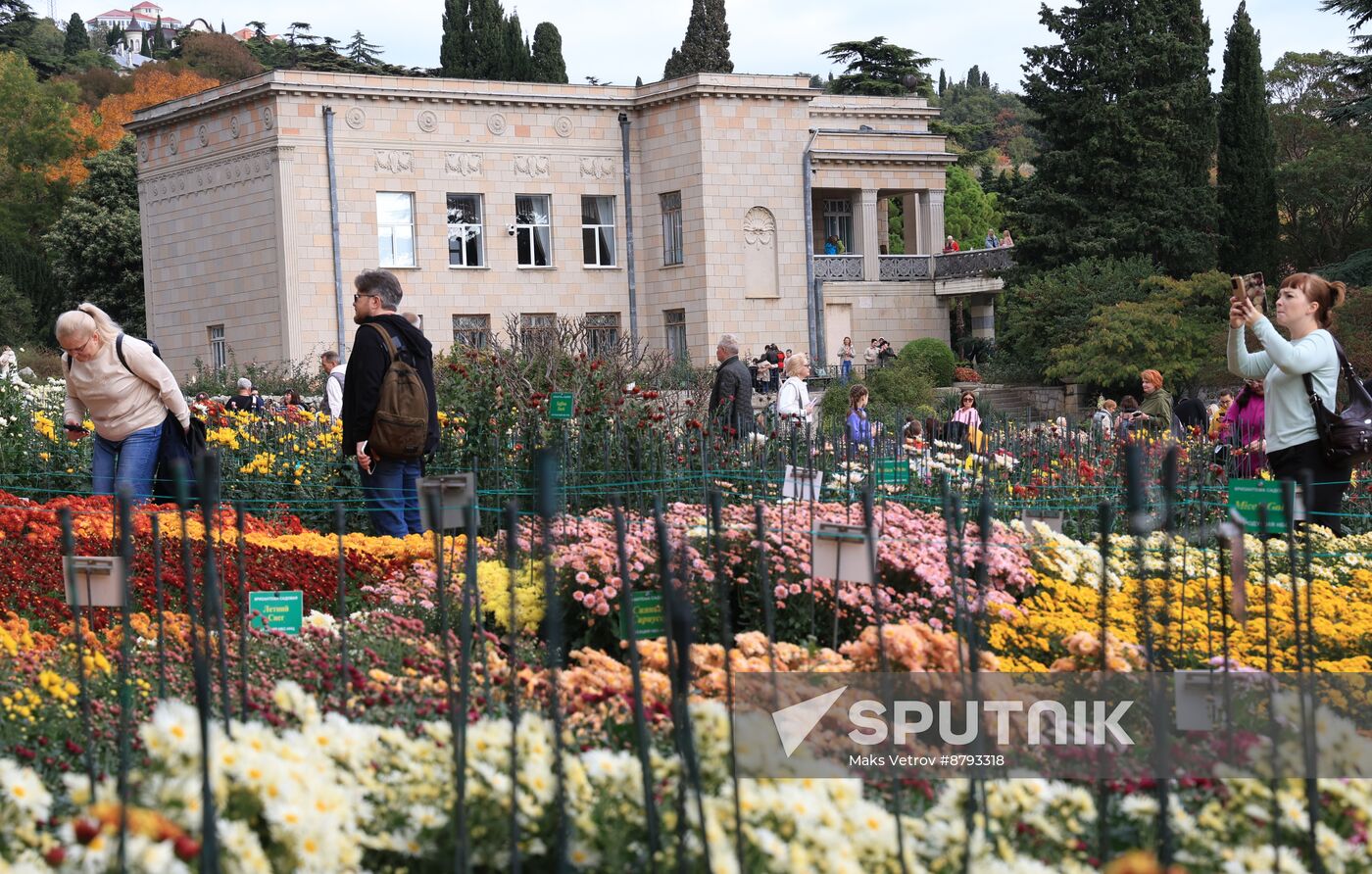 Russia Crimea Chrysanthemum Ball