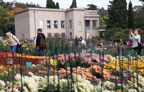 Russia Crimea Chrysanthemum Ball