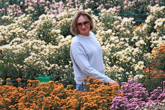 Russia Crimea Chrysanthemum Ball