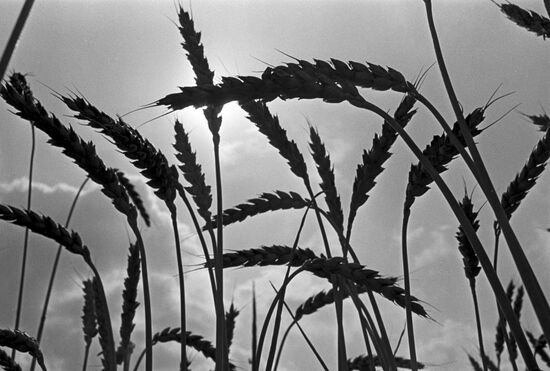Grain harvest in Krasnodarsky state farm