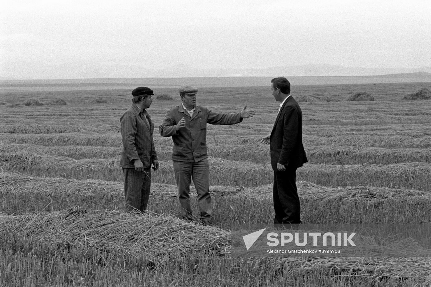 Grain harvest in Krasnodarsky state farm