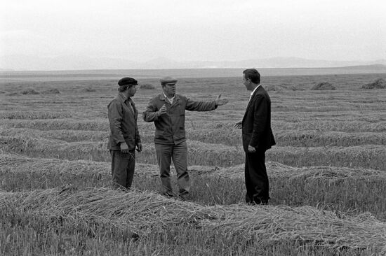 Grain harvest in Krasnodarsky state farm