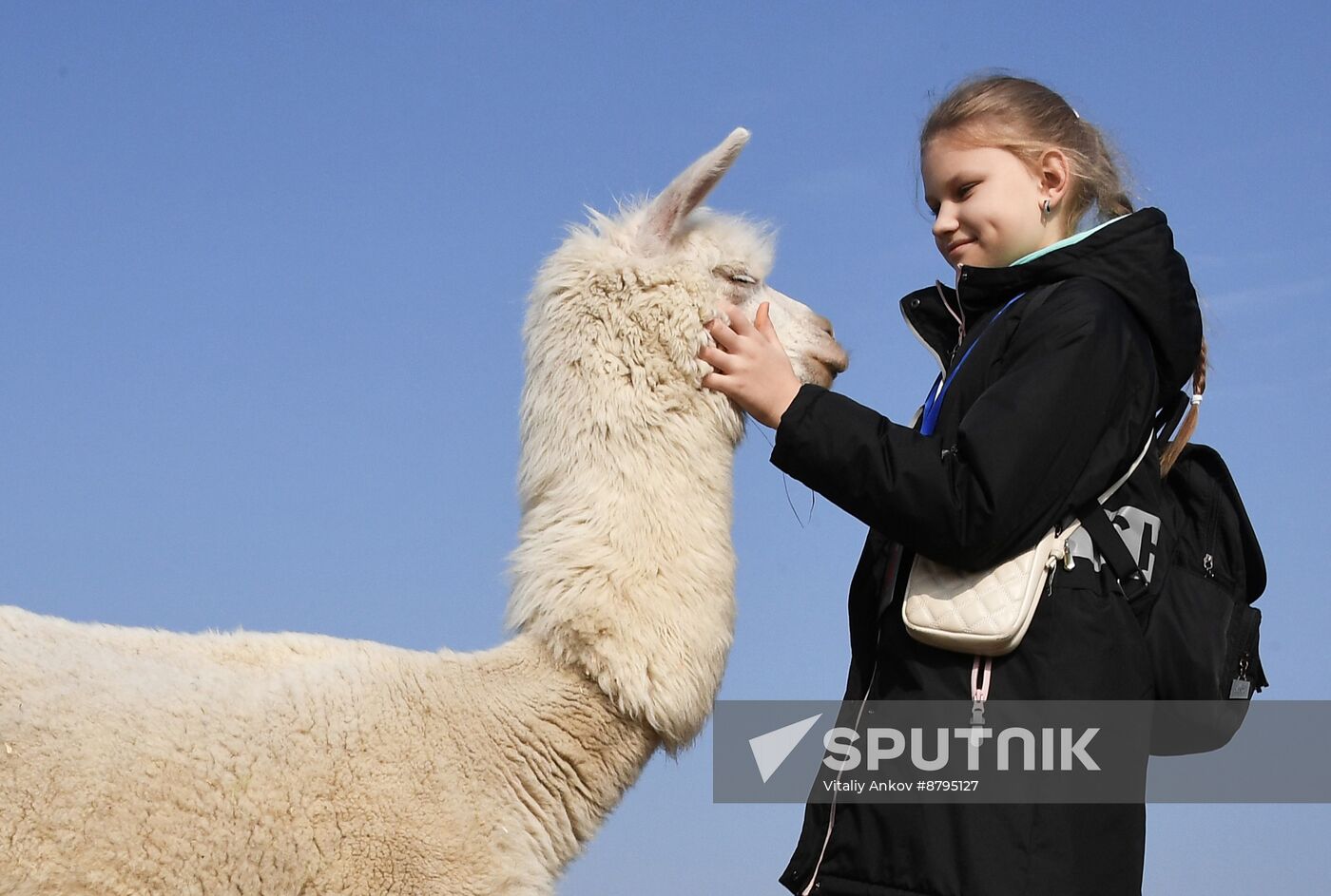 Russia Alpaca Farm