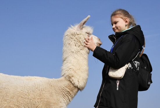 Russia Alpaca Farm