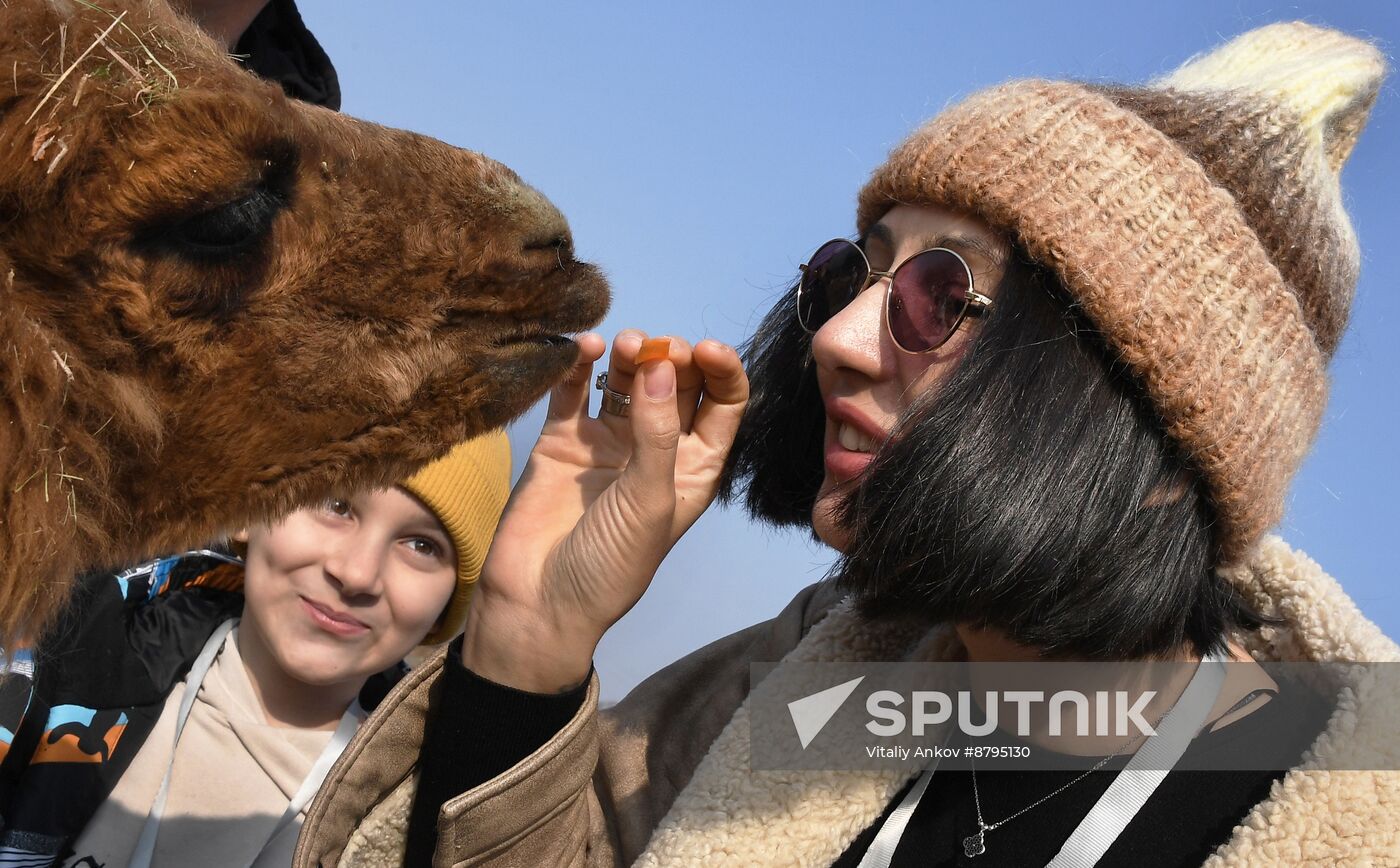 Russia Alpaca Farm