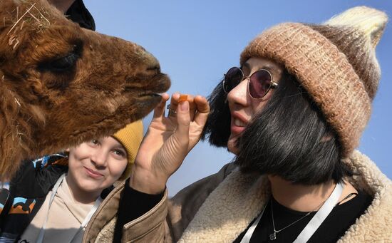 Russia Alpaca Farm