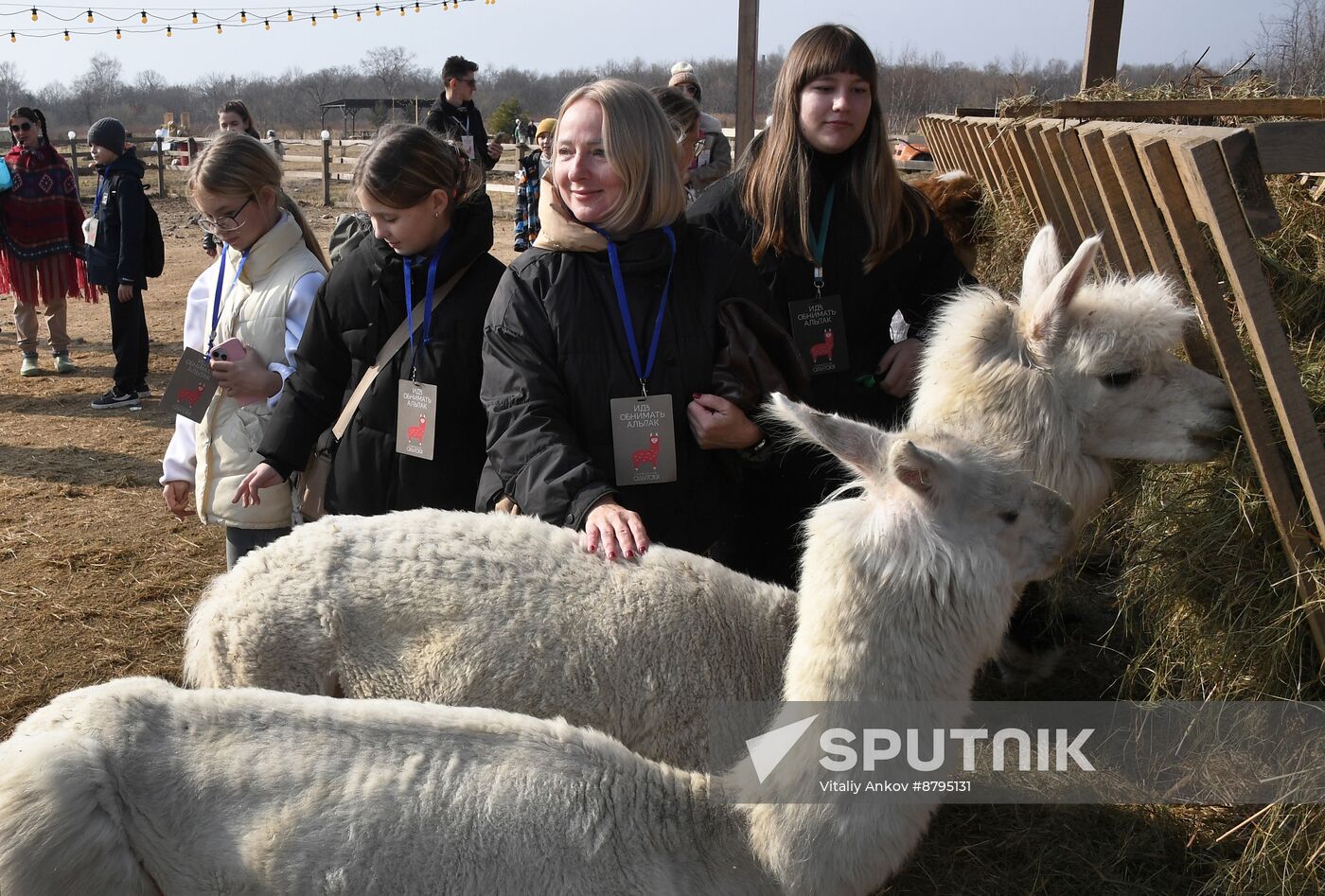 Russia Alpaca Farm