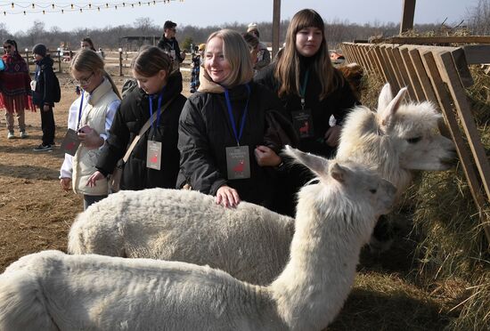 Russia Alpaca Farm