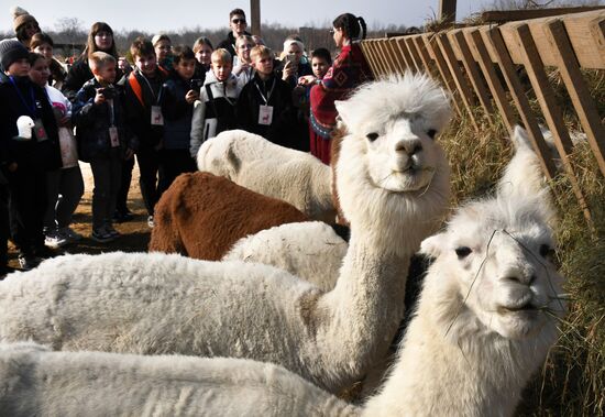 Russia Alpaca Farm