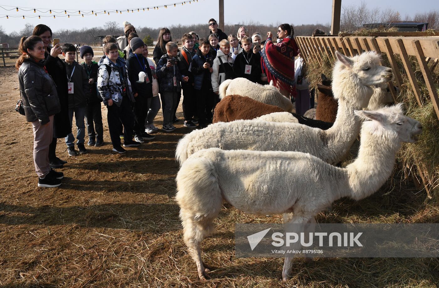 Russia Alpaca Farm