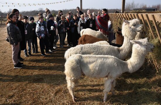 Russia Alpaca Farm