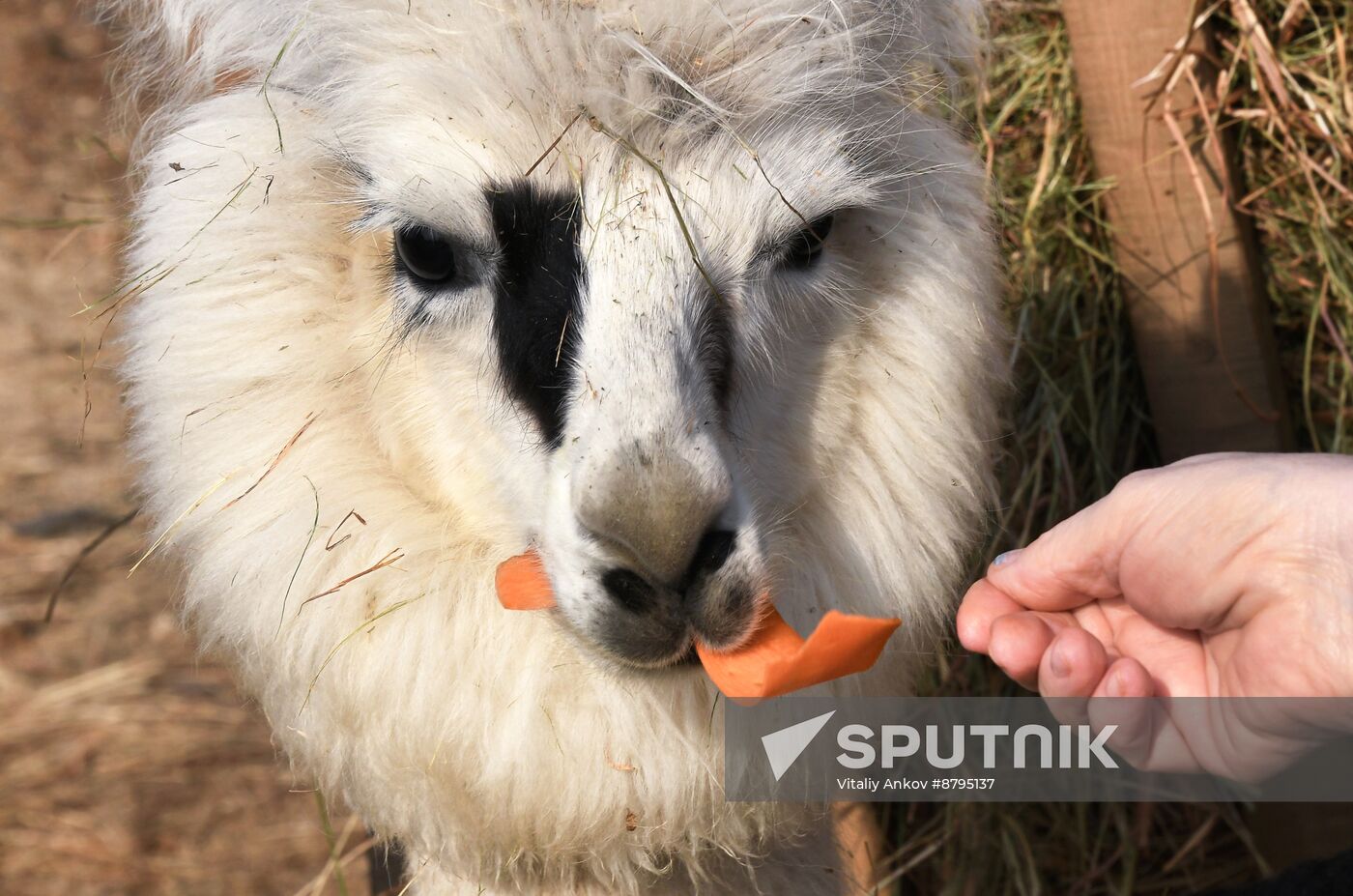 Russia Alpaca Farm