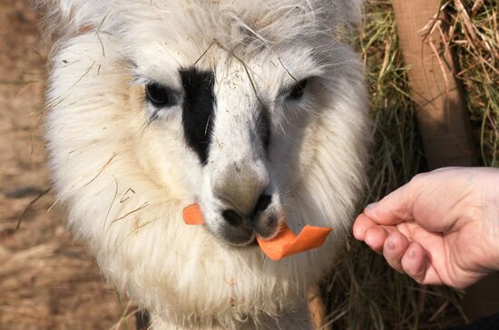 Russia Alpaca Farm