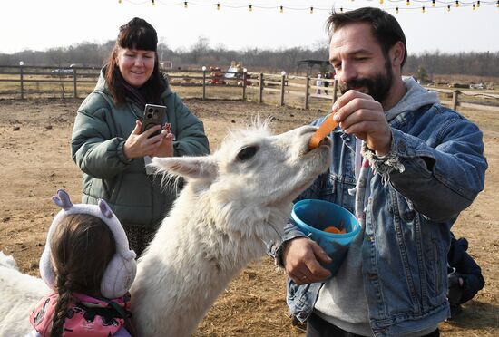 Russia Alpaca Farm