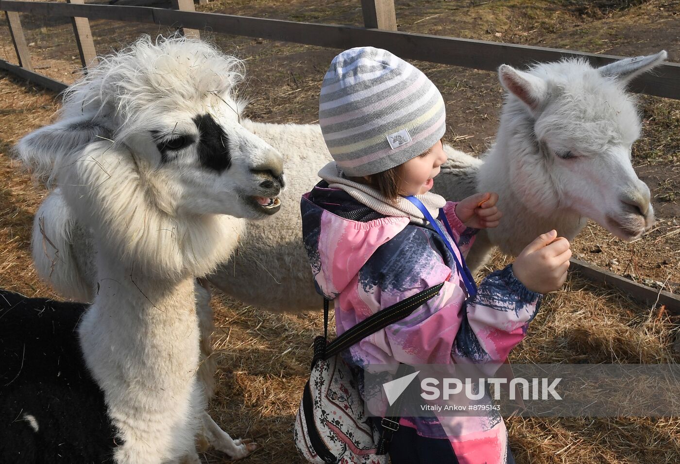 Russia Alpaca Farm