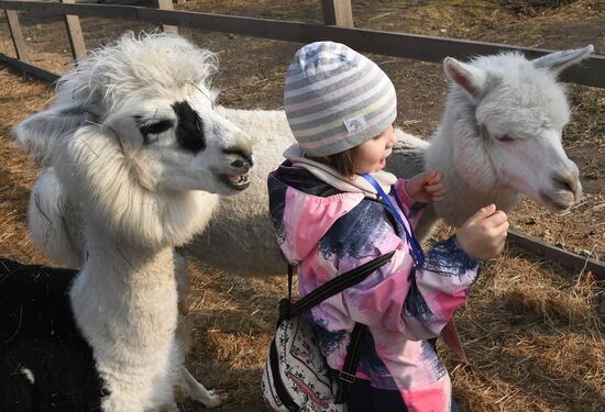 Russia Alpaca Farm