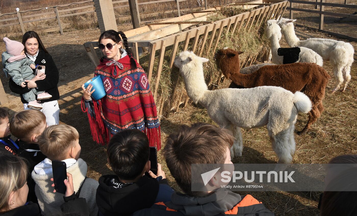 Russia Alpaca Farm