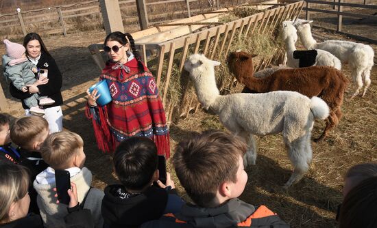 Russia Alpaca Farm