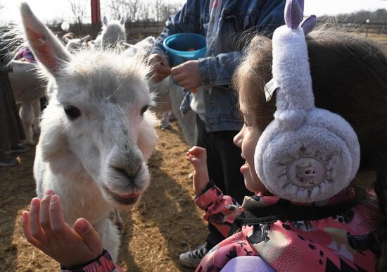 Russia Alpaca Farm