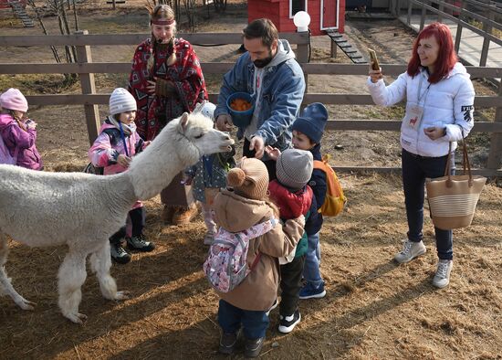 Russia Alpaca Farm