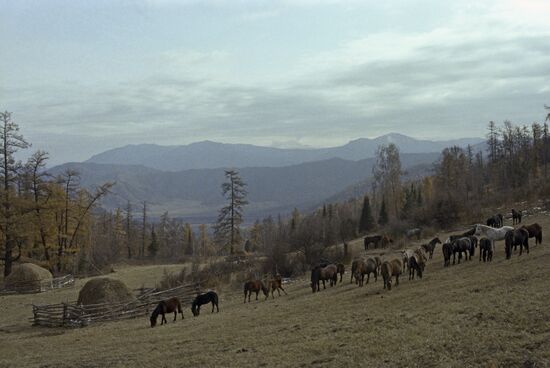 Mountain pasture in Altai Territory