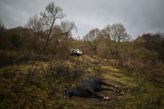 Russia Ukraine Kursk Attack Clooney Detachment