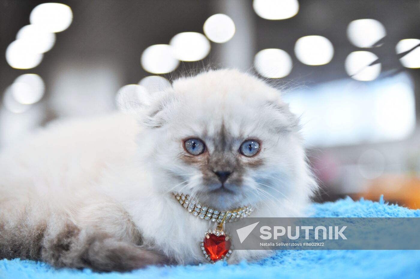 Russia Cat Show
