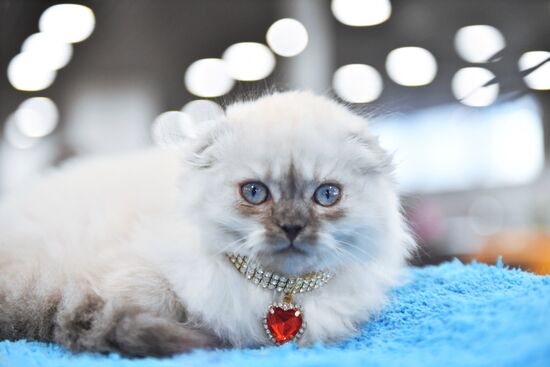 Russia Cat Show