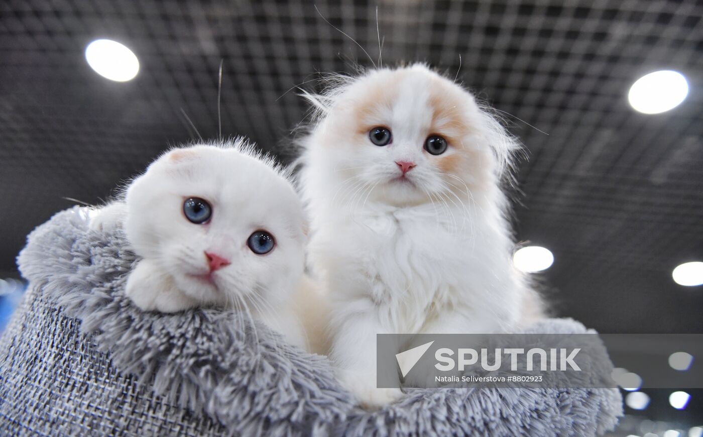 Russia Cat Show