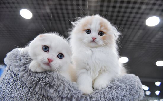 Russia Cat Show