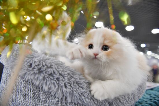 Russia Cat Show
