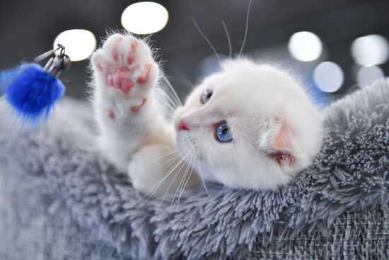 Russia Cat Show