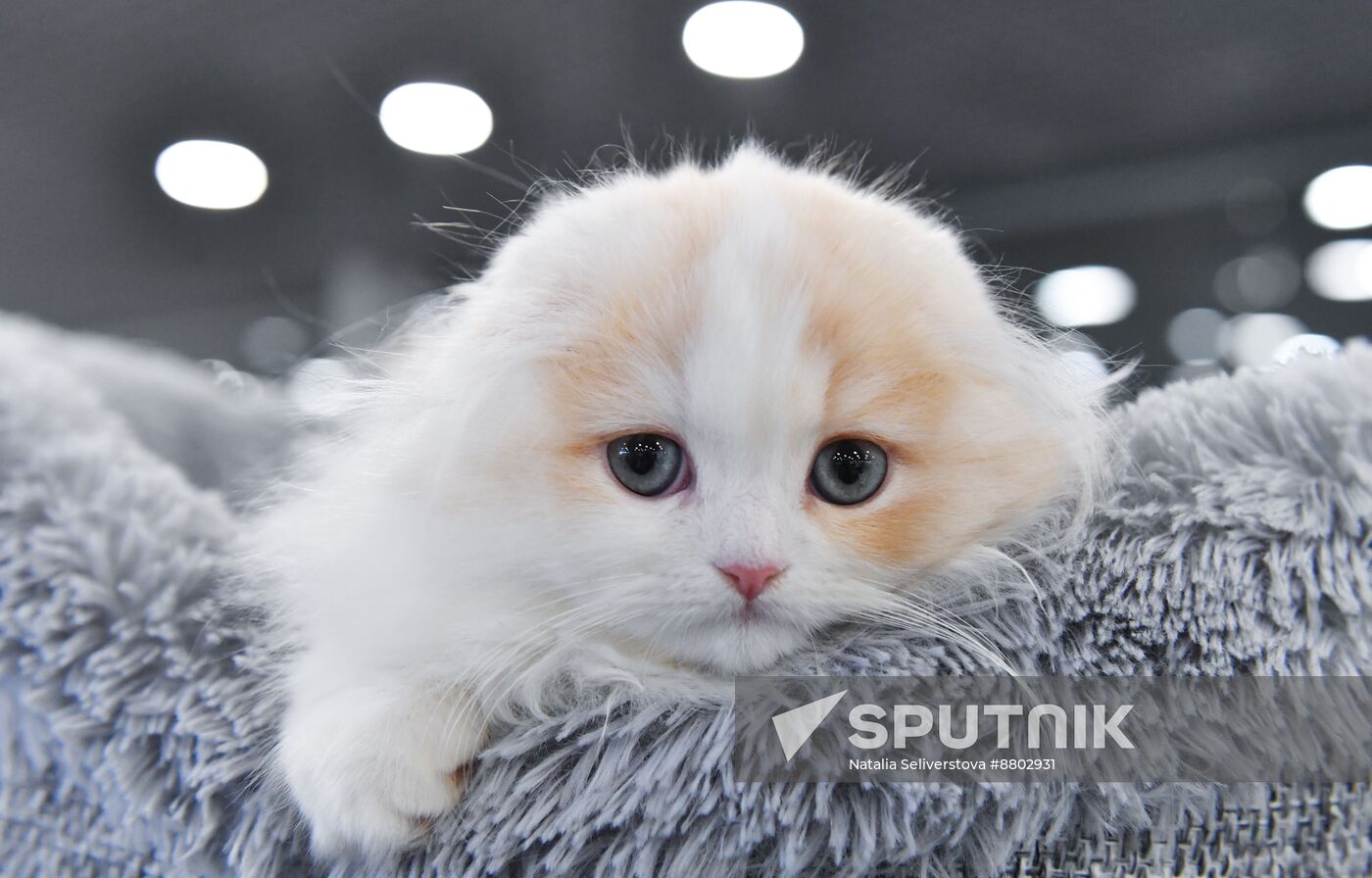 Russia Cat Show