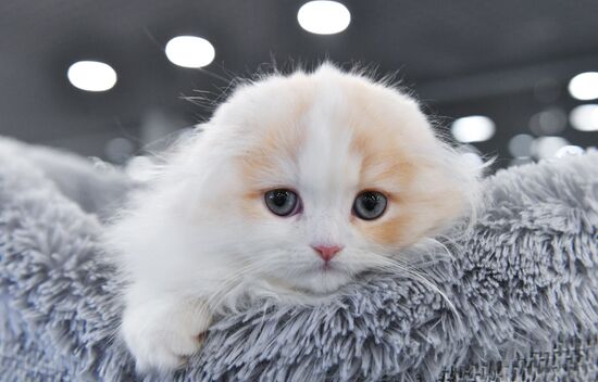 Russia Cat Show