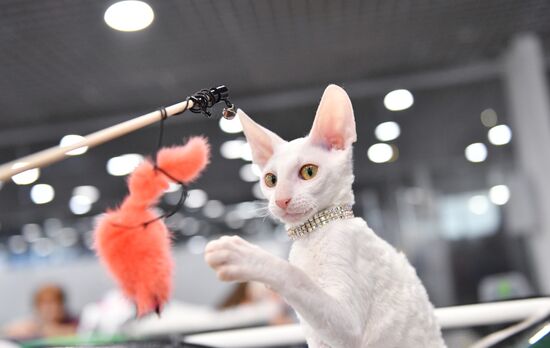 Russia Cat Show